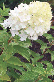 Spring hydrangea flowering starts in fall