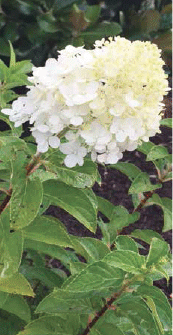 Spring hydrangea flowering starts in fall