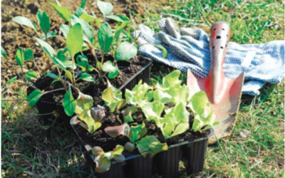 Stop pruning spring-flowering shrubs