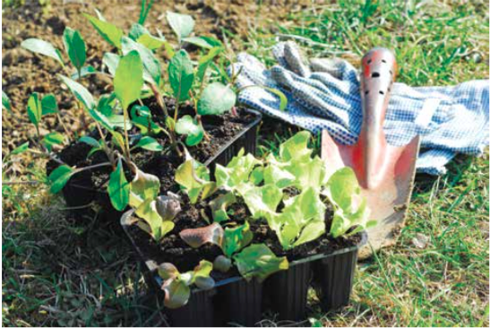 Stop pruning spring-flowering shrubs