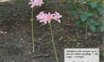 Consider the magic of Belladonna lilies