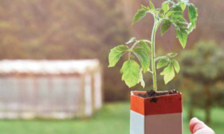 A container garden of hope