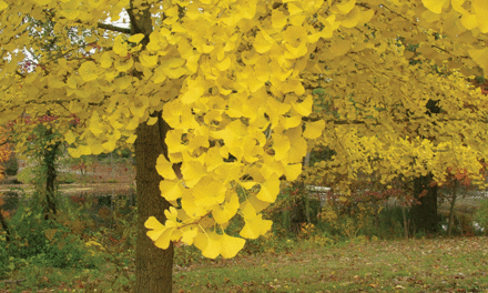 Ginkgo biloba brandishes deep roots