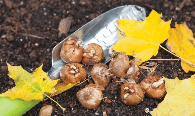 Plants need water for dormancy