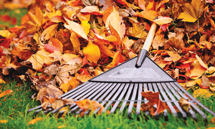 Time to prepare hostas for spring