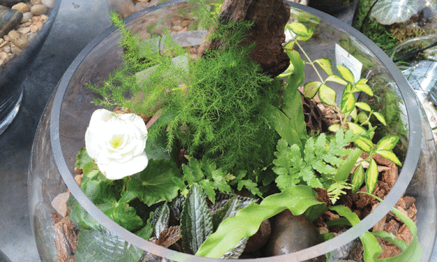 Terrariums making comeback after decades in background