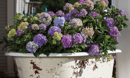 Hydrangeas a study in pruning, colors