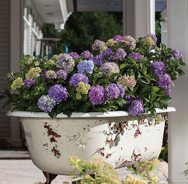 Hydrangeas a study in pruning, colors