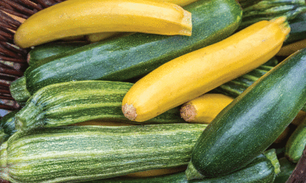 Zucchini: The produce that keeps on giving