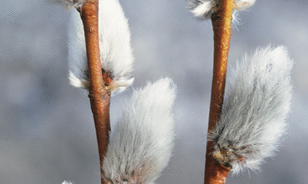 Pussy willows whisper ‘Welcome, spring’