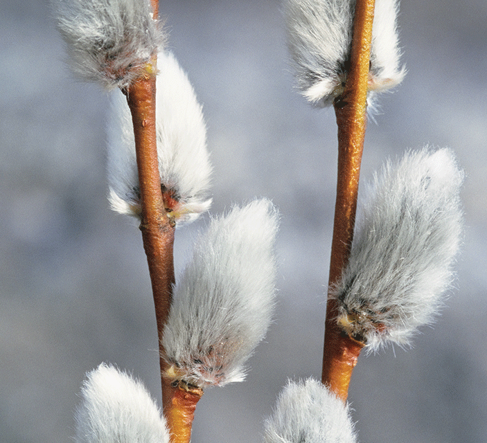 Pussy willows whisper ‘Welcome, spring’