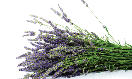 Lavender as useful as its loveliness