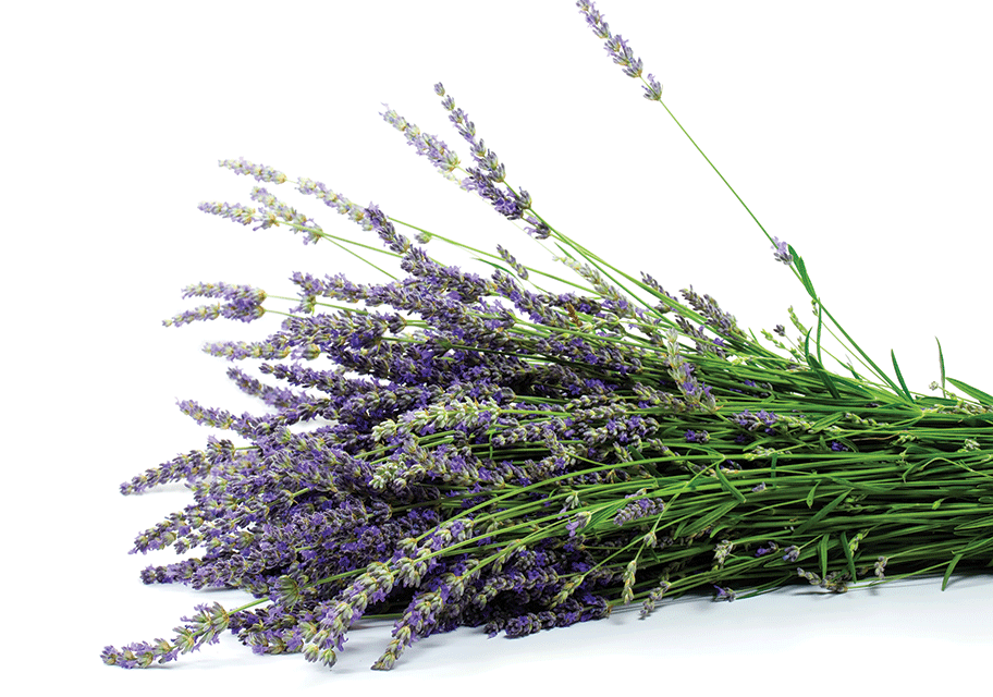 Lavender as useful as its loveliness