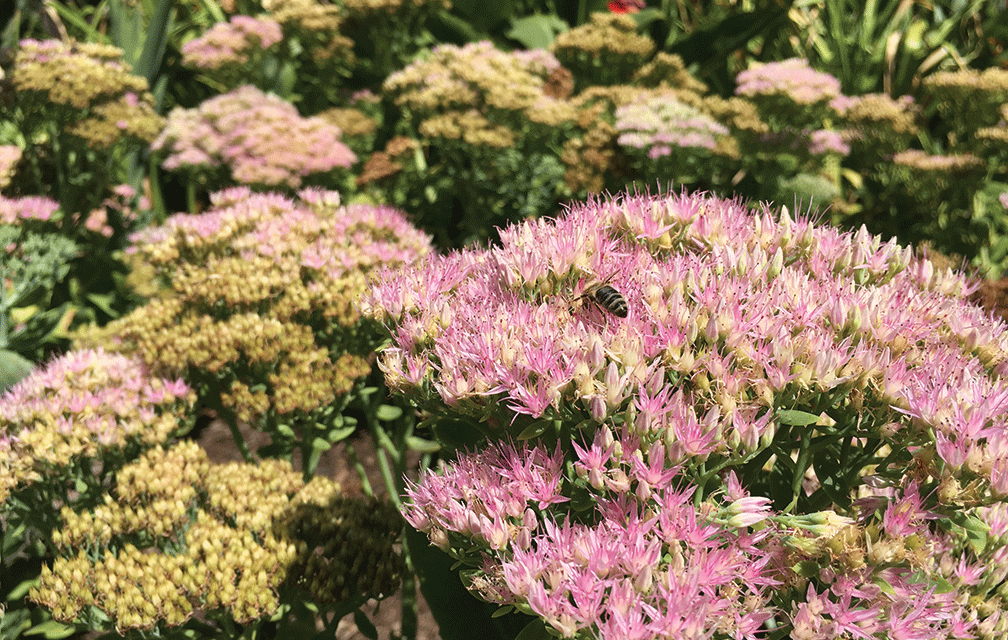 The Joy of Sedum