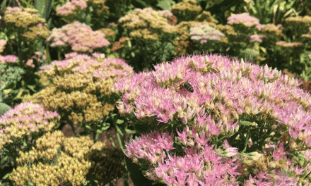 The Joy of Sedum