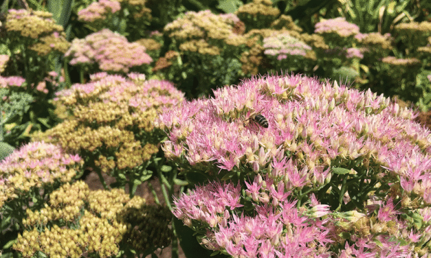 The Joy of Sedum