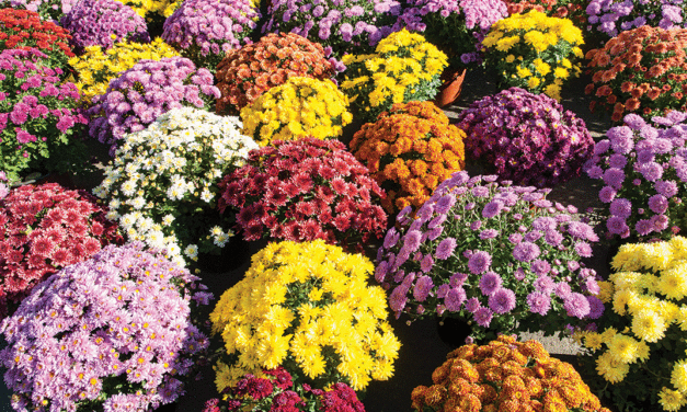 With care, fall mums can be part of springtime planting next year