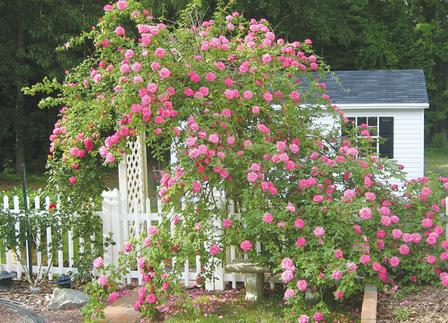 Dream rose garden worth the effort