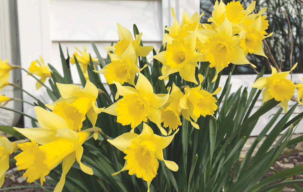 Delightful daffodil, neat narcissus