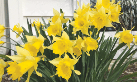 Delightful daffodil, neat narcissus