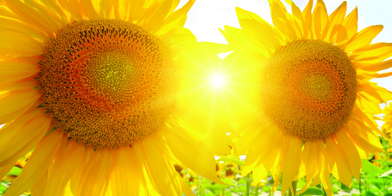 Sunflowers are a beauty everyone enjoys