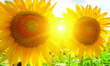 Sunflowers are a beauty everyone enjoys