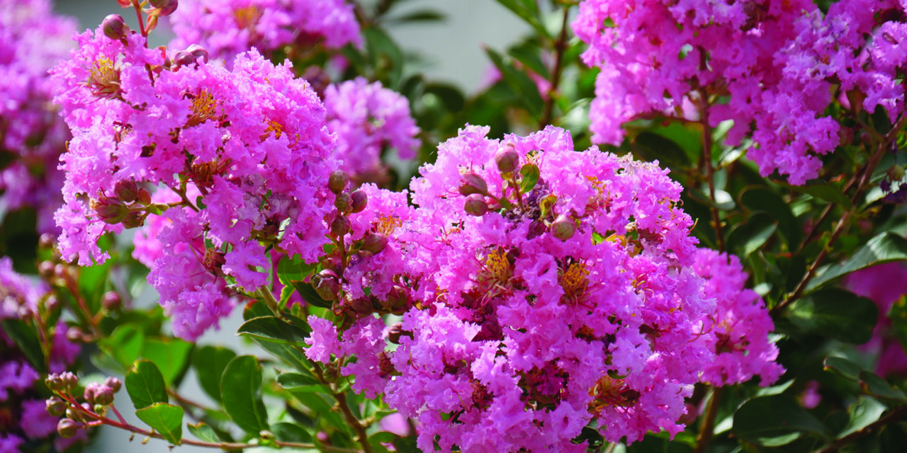 Crape myrtles entrenched as a Shore thing