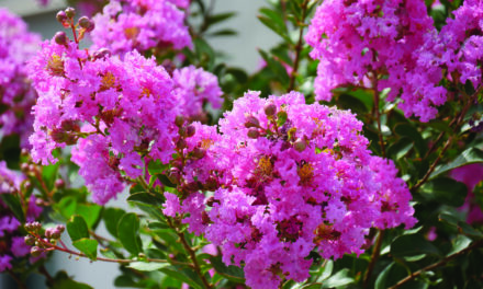 Crape myrtles entrenched as a Shore thing