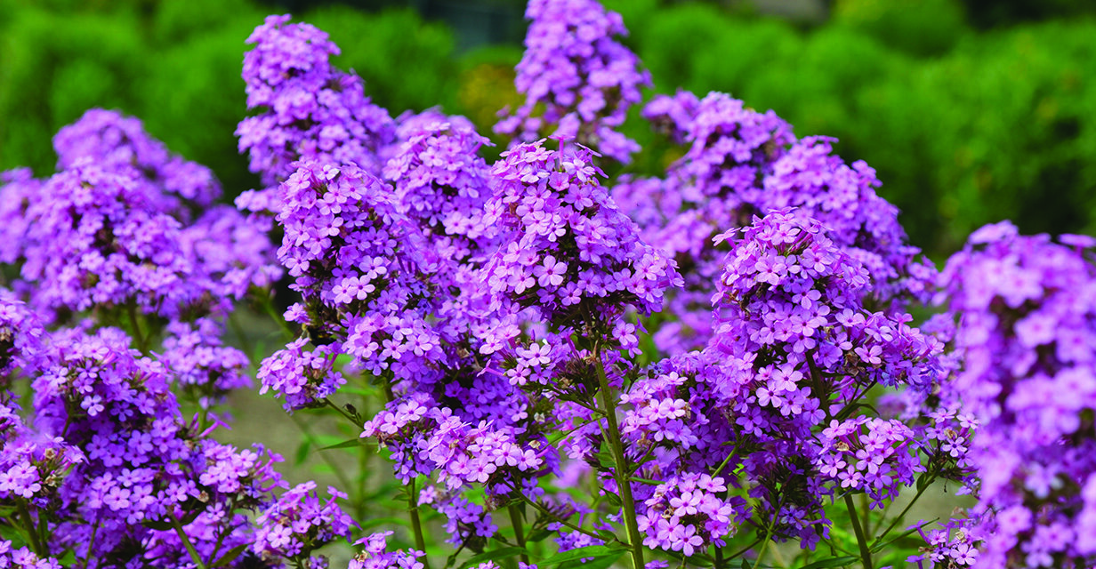 Phlox offers a little bit of everything