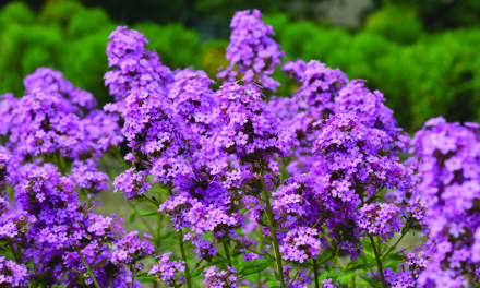 Phlox offers a little bit of everything