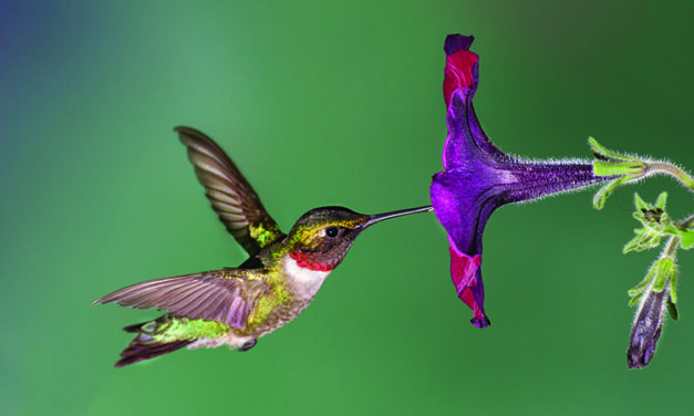 Help out those hummingbirds … naturally