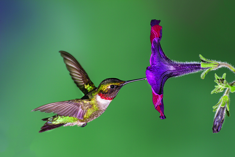 Help out those hummingbirds … naturally