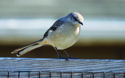 Helping birds after the last leaf falls