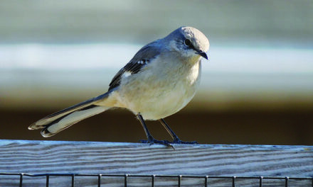 Helping birds after the last leaf falls