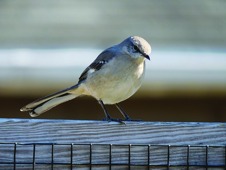 Helping birds after the last leaf falls