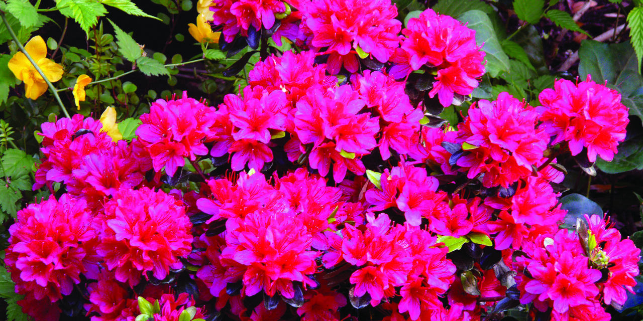 Get made in the shade with Rhododendrons