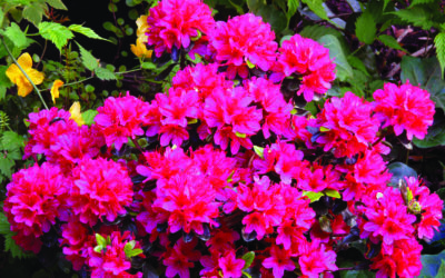 Get made in the shade with Rhododendrons