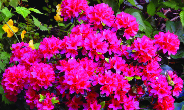 Get made in the shade with Rhododendrons