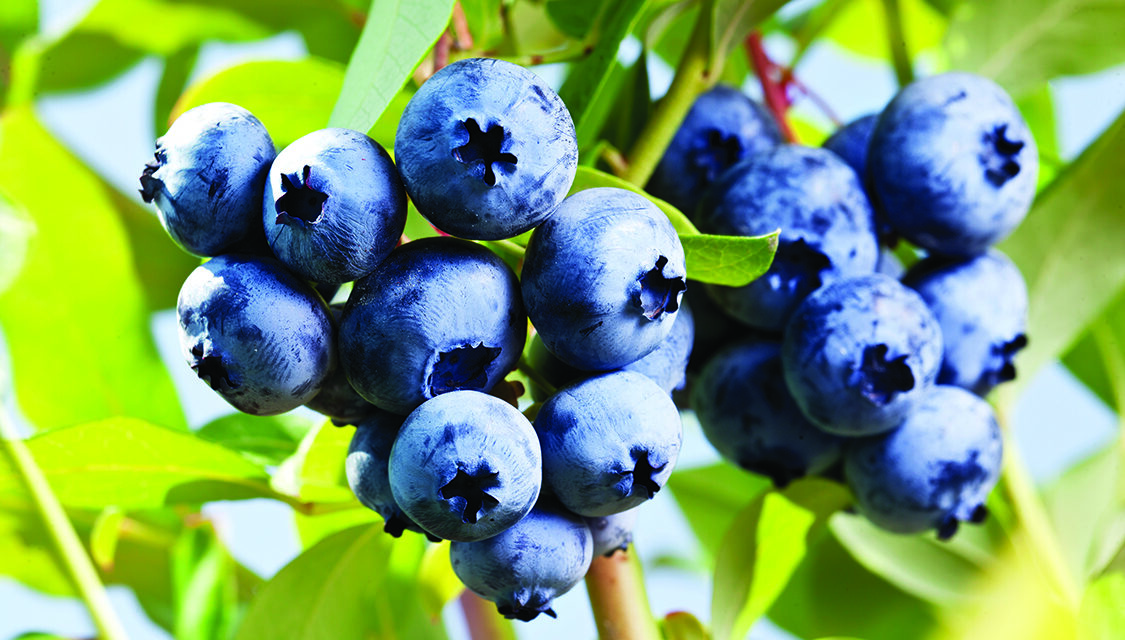 Home-grown blueberries worth labor if done right