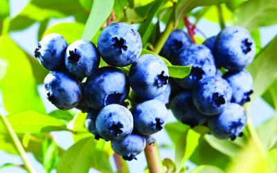 Home-grown blueberries worth labor if done right