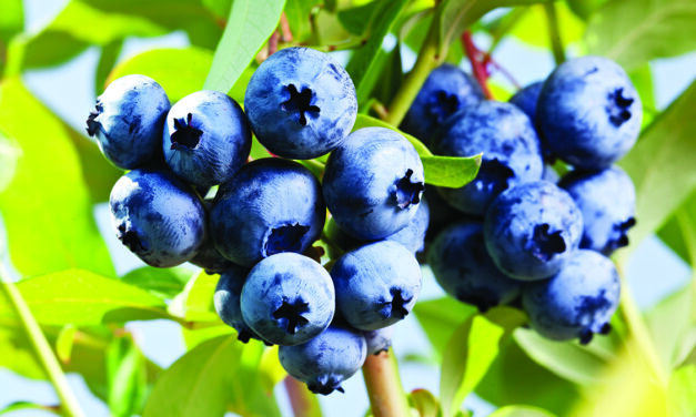 Home-grown blueberries worth labor if done right