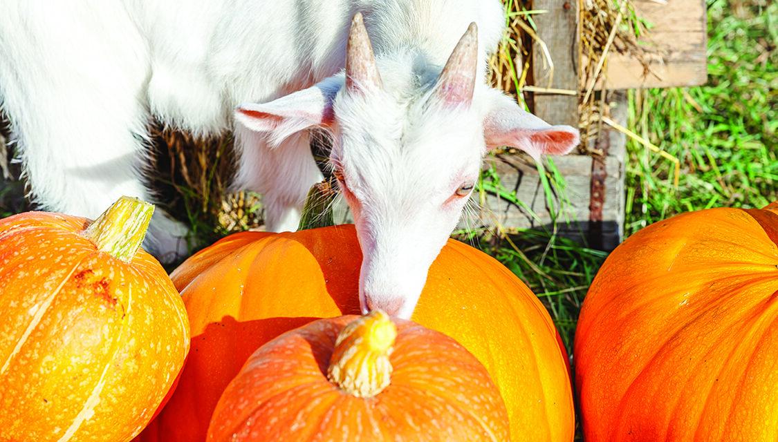 Turn Halloween pumpkins into treats for pigs and other critters