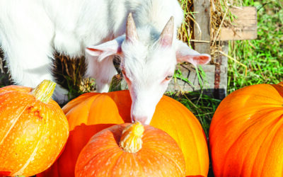 Turn Halloween pumpkins into treats for pigs and other critters