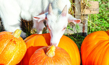 Turn Halloween pumpkins into treats for pigs and other critters