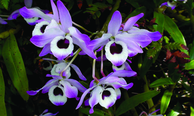 A beautifully busy season for orchid lovers