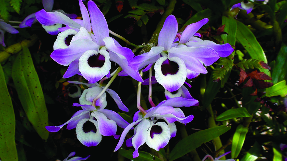 A beautifully busy season for orchid lovers