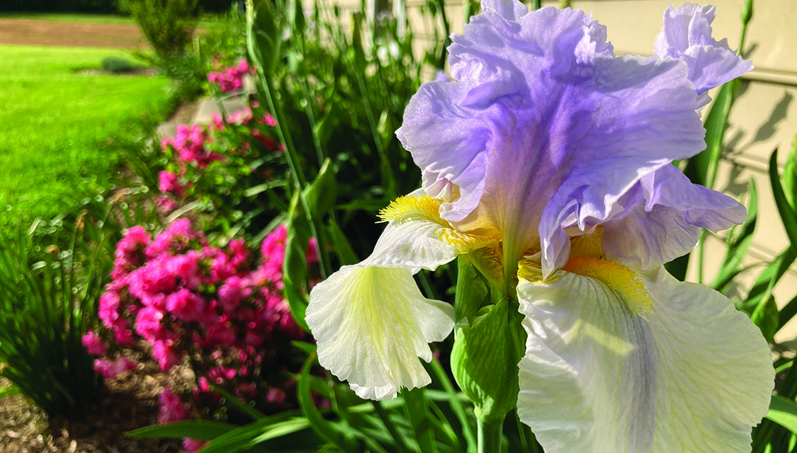 Spring bulbs are seasonal superstars