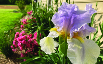 Spring bulbs are seasonal superstars