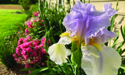 Spring bulbs are seasonal superstars