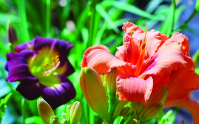 Daylilies a real-life color-by-numbers